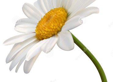 kamilleblomst2.jpg (1)